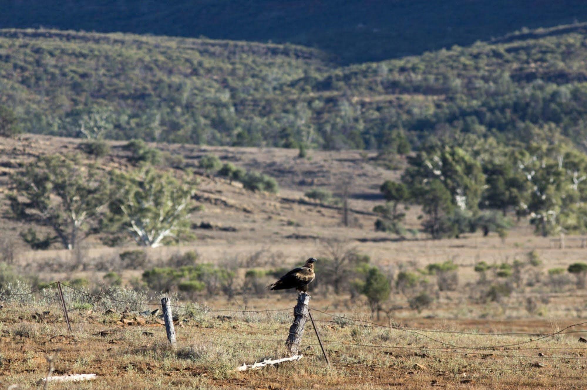 Hotel Rawnsley Park Station Flinders Ranges Esterno foto